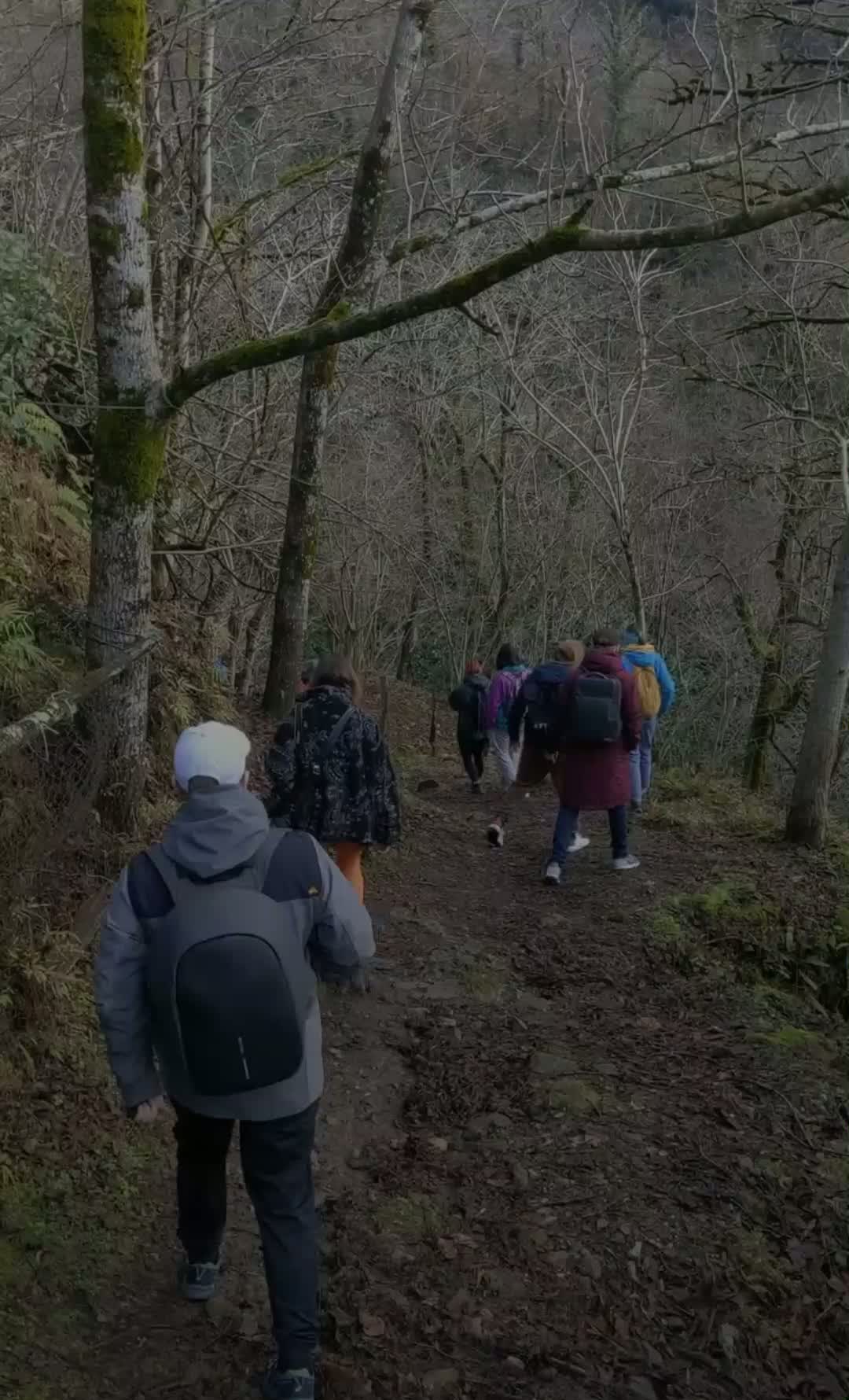 Pequeño grupo caminando despacio en un bosque sereno